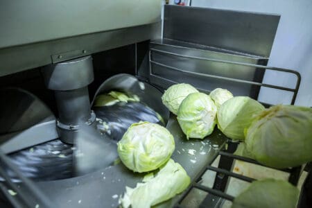 Cabbage being shredded with a rotary drum shredder