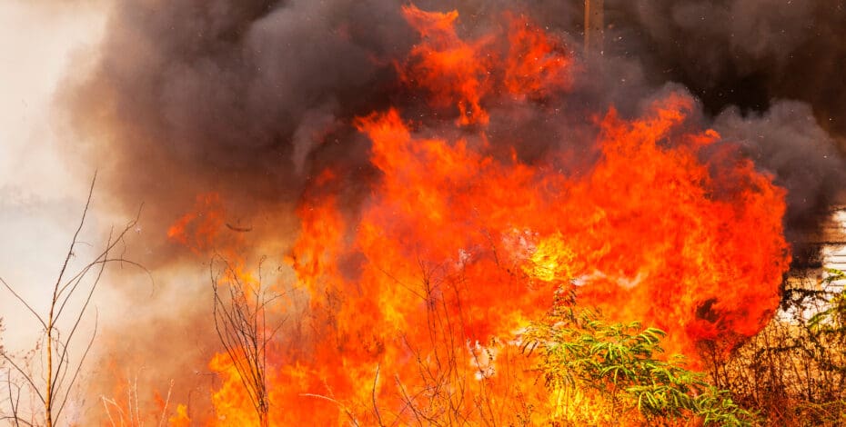 a blazing wildfire burns down trees